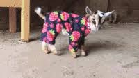 We hope you enjoy our growing collection of hd images to use as a back. The Pyjamas Gifs Get The Best Gif On Giphy