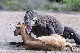 The archipelago is additionally home to a heap of wildlife that will intrigue. Incredible Moment A Pair Of Massive Komodo Dragons Kill A Goat Komodo Dragon Creepy Animals Komodo