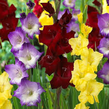 Image result for Gladiolus virgineus