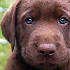 Resultado de imagen para PERROS TIERNOS