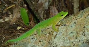 Here some of the most stunning photos. Reptiles In General Madamagazine