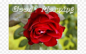 Did you have a good morning today? Good Morning Red Roses Free Transparent Png Clipart Images Download