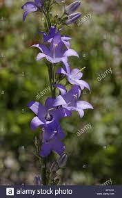 Campanula Pyramidalis High Resolution Stock Photography And Images Alamy