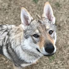 epingle sur lobos