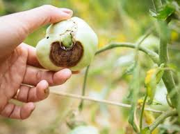 The best way to deal with this disease is to avoid examine your plants once a week for signs of this disease, since early action is important for putting a stop to it. Conquer Blossom End Rot And Save The Harvest Garden Betty
