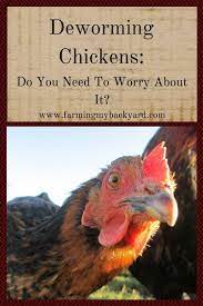 Luckily for you, there are several ways to protect. Deworming Chickens Do You Need To Worry About It Farming My Backyard