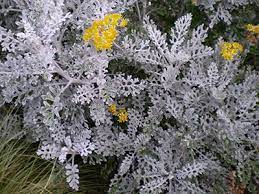 This is a spectacular type which has broader silvery leaves, but in summer it has gorgeous bright red flowers. Dusty Miller University Of Florida Institute Of Food And Agricultural Sciences