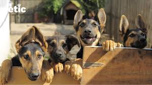 Image result for german shepherd dog