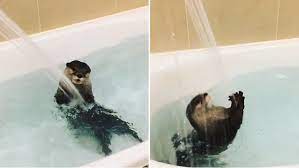 Otter bath chair starting at $ 383.90 add to cart build your own. Pampered Pet Otter Plays Under Stream Of Water As Owner Gives Him A Bath Daily Mail Online
