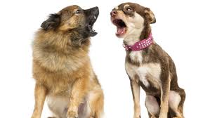 Then choose another more advanced goal such as teaching the skills for beginning rally, obedience, agility, etc. Professional Dog Trainer Jake Guell Talks About Multi Dog Households