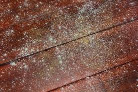 How To Remove Toxic Mold In Your Home Hunker Mold Remover On Wood Mold Remover Cleaning Wood Furniture
