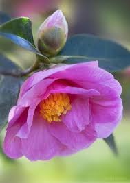 Pin By Liudmila Diana Chiriac On Flowers Beautiful Flowers Garden Beautiful Flowers Amazing Flowers