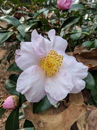 Camellia Sasanqua Misty Moon Camellias Camellia Plants Garden