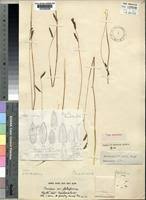 Image result for Brachiaria subulifolia