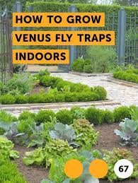 Learn How To Grow Venus Fly Traps Indoors How To Guides Tips And Tricks Plants Growing Cucumbers Strawberry Plants