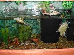 How To Keep Turtle Tanks Clear Cuteness Turtle Tank Pet Turtle Care Pet Turtle