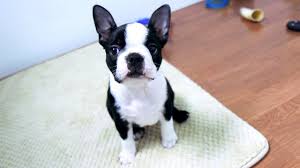 Check spelling or type a new query. Boston Terrier Puppies Week 7 Youtube