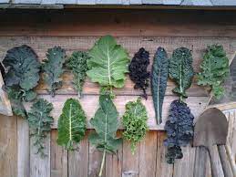 We did not find results for: How To Grow Kale With Sarah Kleeger Of Adaptive Seeds A Way To Garden