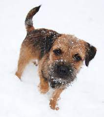 Browsing Deviantart Border Terrier Irish Terrier Cutest Dog Ever