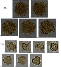 Image result for Aneulophus africanus