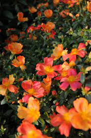 Peg Reynolds Matriarch Of The Reputable Reynold Landscaping Garden Shop Nursery And Florist Dishes The Dirt On Cultivating Garden Garden Shop Flower Garden