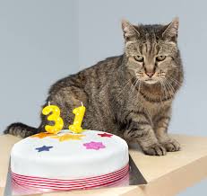 Easily convert your cat's age to human years. How Old Is My Cat In Human Years Cat Age Calculator The Catnip Times