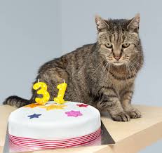 Now this cannot work in erin's books because then we wouldn't have any elders, and the clans have amazing healthcare. How Old Is My Cat In Human Years Cat Age Calculator The Catnip Times