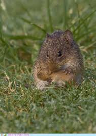How Stinking Cute Is This Little Mousy Mommy Baby Animals Cute Animals Animals