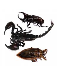 This package includes 2 edible giant waterbugs also called water scorpions. Special Jungle Trial Mix Snake Wine Com