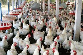 Peluang Usaha Ternak Ayam Dan Analisa Usahanya Toko Mesin Maksindo