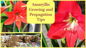 Amaryllis Lily Bulbs Growing And Propagation Tips Lily Bulbs Amaryllis Amaryllis Bulbs