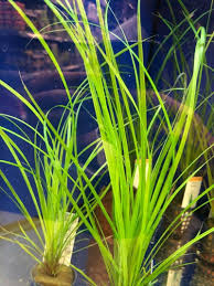 Image result for Cyperus spiralis