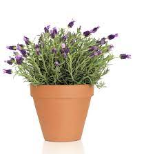 Although lavender grown in pots will require more water that those grown in the ground, overwatering can still commonly occur. Potted Lavender Care How To Grow Lavender In Containers