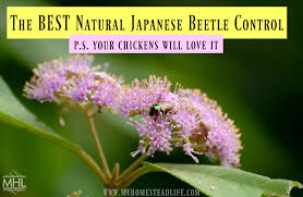 Clematis contains an irritating glycosides, and when ingested by pets, can cause drooling, vomiting and diarrhea. The Best Natural Japanese Beetle Control P S Your Chickens Will Love It My Homestead Life