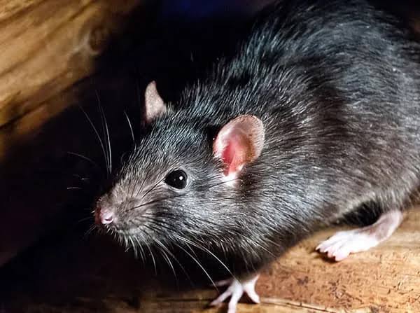 Roof Rats: Identification & Control | Ninefold Pest