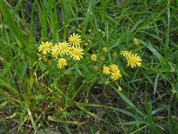 Image result for Senecio madagascariensis