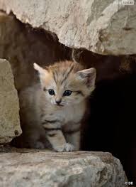 Trop Mignon Decouvrez Les Chats Des Sables D Adorables Petits Felins Du Desert Chat Des Sables Animaux Les Plus Mignons Cute Kittens On le trouve principalement dans le désert. pinterest