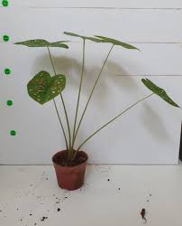 We did not find results for: Caladium Florida Clown 2 Available Furniture Home Living Gardening Plants Seeds On Carousell