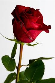 Hermosa Rosa Roja Para Compartir En Facebook Banco De Imagenes Rosas Rojas Hermosas Rosa Roja Jardin De Rosas