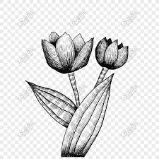 Dengan photography saya melihat dunia dengan cara yang berbeda, menurut saya jauh lebih indah dan mampu menjadi penghibur. Hand Drawn Line Drawing Flower Illustration Png Image Picture Free Download 611747790 Lovepik Com