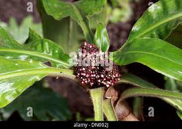 Image result for Palisota schweinfurthii