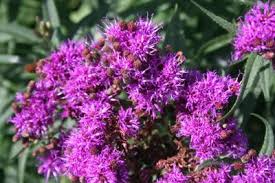 Image result for Vernonia fastigiata