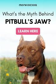 Pin On All Information About Dogs