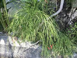 Firecracker Plant Bunga Air Mancur