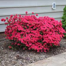 Autumn Embers Encore Azalea Shrub Azaleas Landscaping Azalea Shrub Front Yard Landscaping