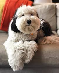 We did not find results for: What You Need To Know About The Australian Labradoodle K9 Web