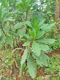 Image result for Solanecio sp.no.1