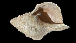 How to make a conch shell. Humans Made A Horn Out Of A Conch Shell About 18 000 Years Ago Science News