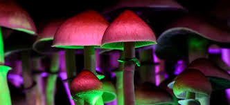 See champignon brands inc (shrmf) stock analyst estimates, including earnings and revenue, eps, upgrades and downgrades. Neuer Borsenhype Champignon Brands Aktie Cannabis War Gestern Jetzt Erobern Pilze Die Borse Nachricht Finanzen Net