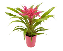 Image result for Bromeliaceae